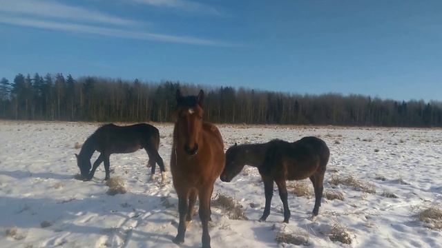 Беглецы жеребчики смотреть онлайн