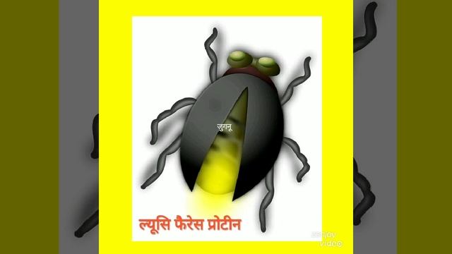 # shorts # जुगनू ।। रोचक जानकारी смотреть онлайн