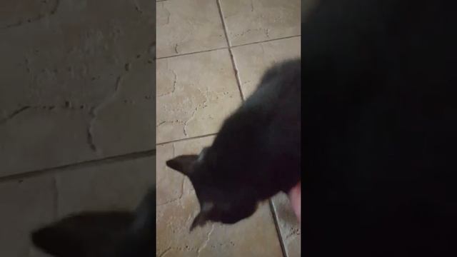 Спасите кошек, брата и сестру! смотреть онлайн