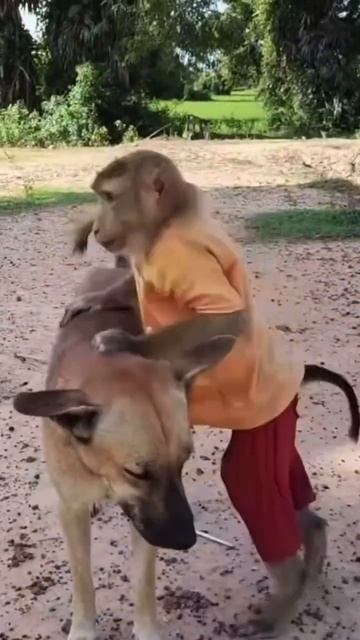 Monkey with dog #animals #dog #monkey #nature #обезьяна #собака #short #youtubeshorts смотреть онлайн