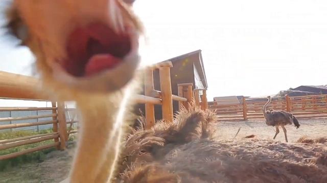 Emus vs Humans: The Great Emu War of 1932 смотреть онлайн