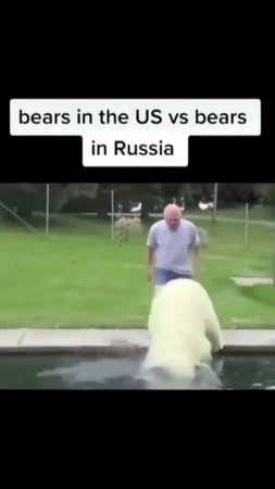 funny bears encounter | bears in us vs bears in Russia #shorts #funny #bears #trending