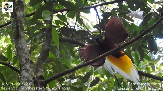 Lesser Bird of Paradise (Paradisaea minor): The Performance смотреть онлайн