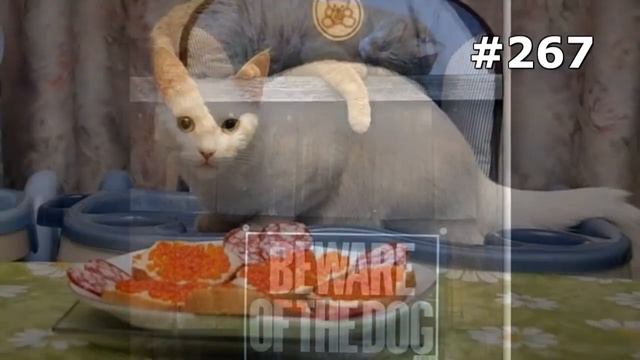 #267. Смешные кошки и котята смотреть онлайн