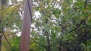 яблоня-сорт китайка долго характеристика.