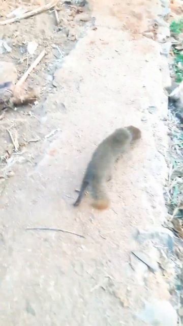 My Mongoose part- 21🐁🐁||Mongoose||Mongoose videos #mongus #mongoose #animals #pets #nebula #nevla смотреть онлайн