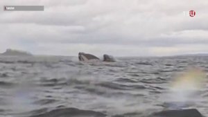 Кит проглотил и выплюнул человека в Магеллановом проливе / События на ТВЦ