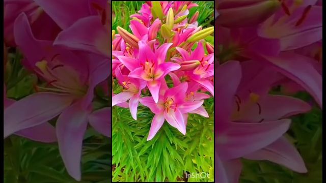 Лилии 🪷 смотреть онлайн