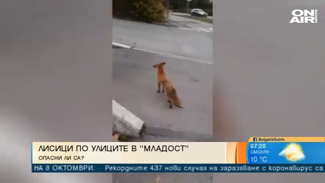 България сутрин: Диви животни слизат в града - как да реагираме смотреть онлайн