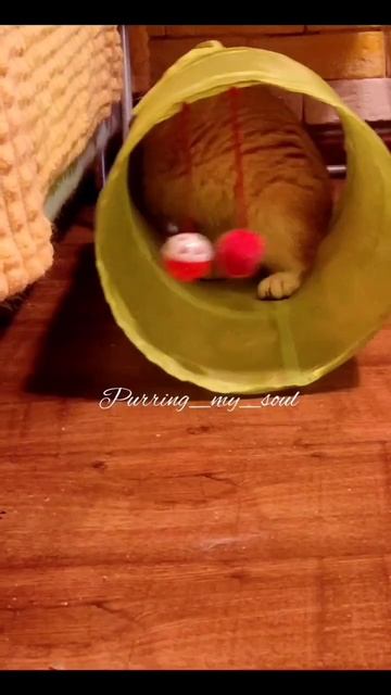 А шарик - не отрывается! 😇😂😇 котик, золотая шиншилла, ny12 (продажа) смотреть онлайн