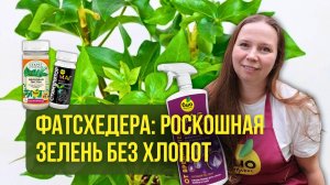 Фатсхедера: роскошная зелень без хлопот