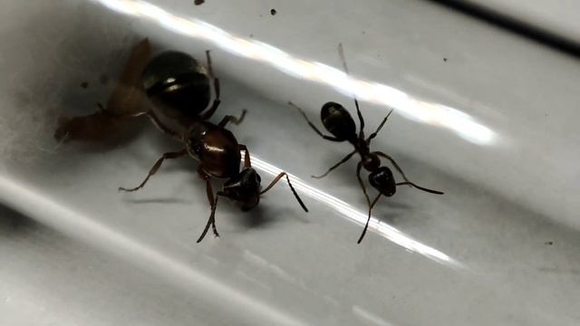 Serviformica subpilosa|удивительное существо.. смотреть онлайн