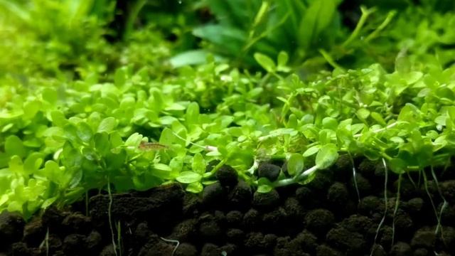 Planted tank. Garra flavatra. Cherry shrimp. Zebra danio. смотреть онлайн