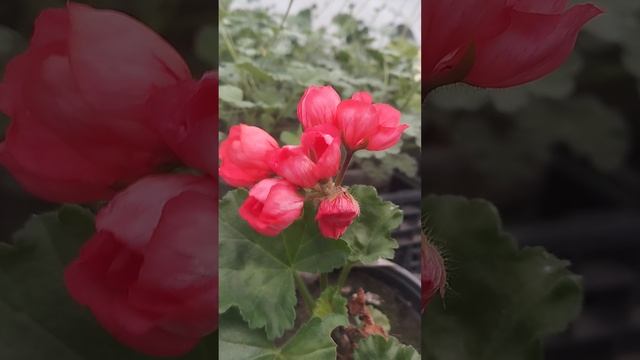Самая выносливая пеларгония " Тюльпаночка" ! февраль