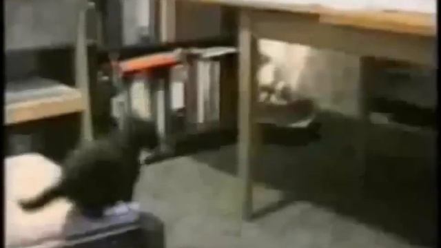 Приколы с котами! смотреть онлайн