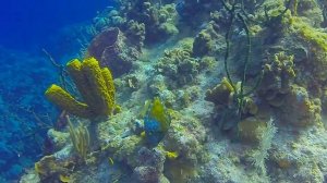 Scuba Diving Grand Cayman - Hepps Pipeline, May 2017