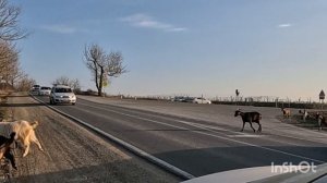 13.02.Покраска средств эвакуации раненых СВО. Утриш. Днюха у Ашота.