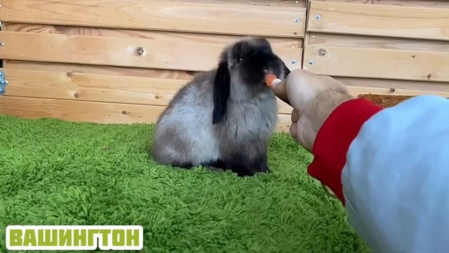 Вашингтон Карликовый кролик мальчик