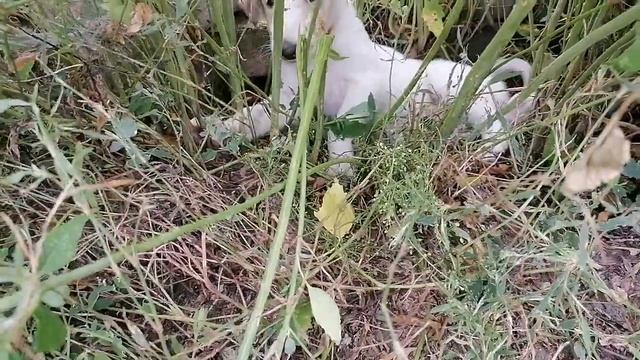 Крадущийся тигр, затаившийся дракон и спасти рядового Райана. щенки русской псовой борзой, 1 месяц