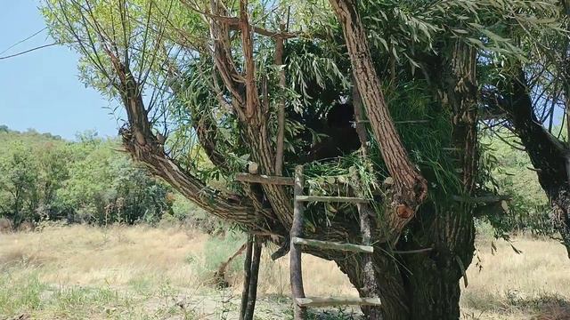Строительство домика на дереве, рыбалка, приготовление рыбы, купание в реке.