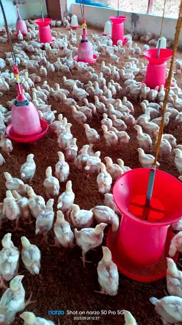 khadkeshwara 14 days old chiks смотреть онлайн