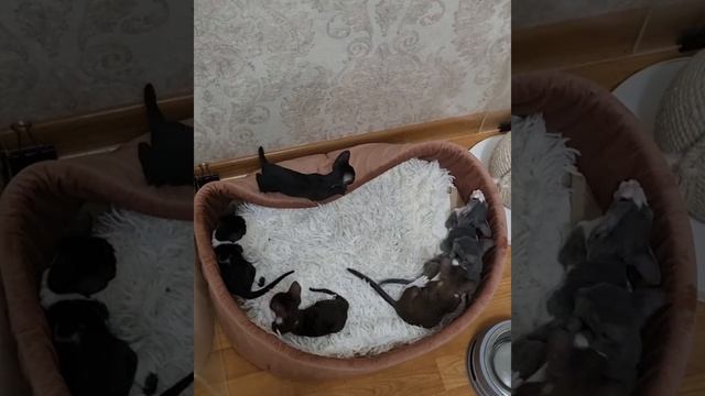 Мышиная возня Корнишат😜🙃. Такое удовольствие наблюдать за ними, невозможно оторваться