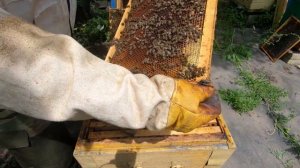 Установка сота Никот. Bees.