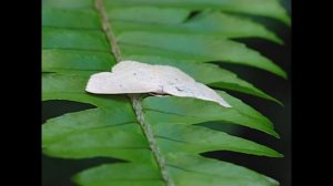 Cream﻿ wave moth (Scopula perlata/Scopula optivata)