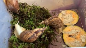 Немного про улиток)