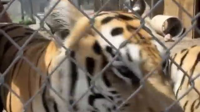 Tiger Chuffs смотреть онлайн