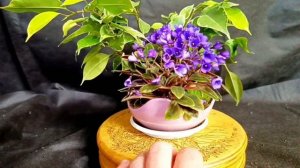 √1,√2 фикус 132 Бенджамина (Бонсай)