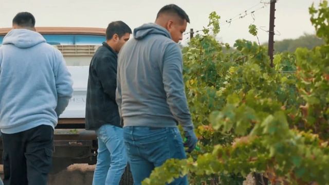 Harvest 2022 - Sonoma Valley - Ludor Wines