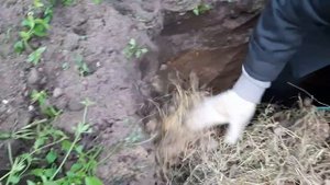 хранение картофеля в бурте
