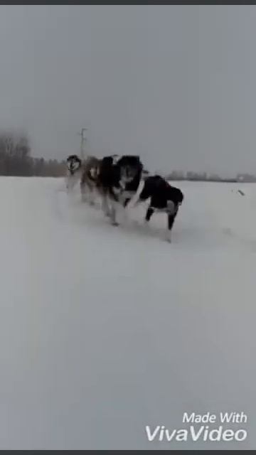 Хаски-голубые глазки 😀