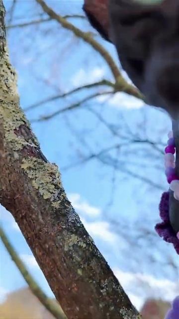 Лысая кошка сфинкс плачет и не может слезть смотреть онлайн