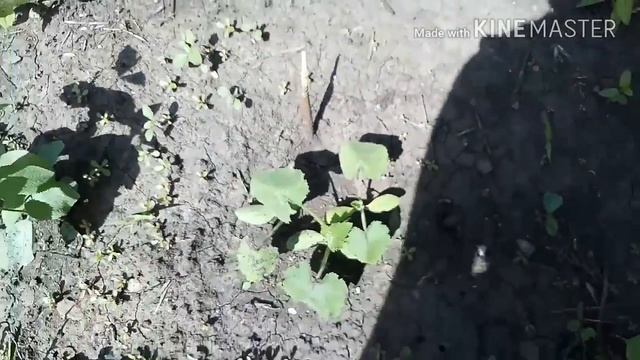 ВЛОГ:ЖАРА, как ПРОШЕЛ наш ДЕНЬ/ прощай МУХИ/ покупочки в ТРЕШКЕ смотреть онлайн