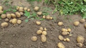 Урожай картошки 2023 которая устойчива к колорадским жукам и фитофторозу