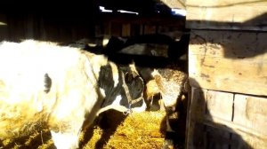 Чёрно-пёстрые бычки в 13 и 15 месяцев