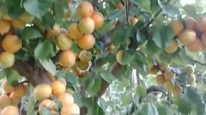 Апріум Хані Річ. Aprium Hany Rich. Врожайний, крупний, солодкий