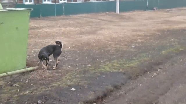 Собачки деревня село Силино Кемеровская область!!! смотреть онлайн