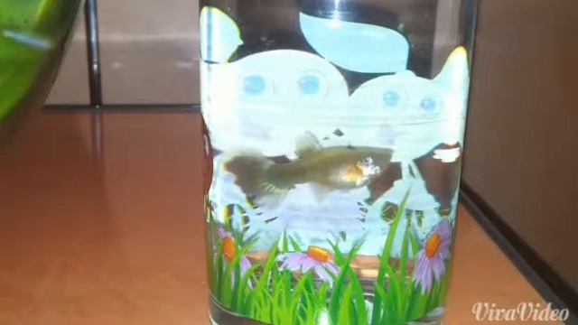 Рождение гуппи смотреть онлайн