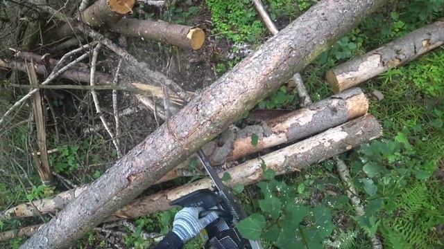 Валка леса глазами лесоруба // ZimAni 365 PRO тестим на сухостойной елке// Лесозаготовка