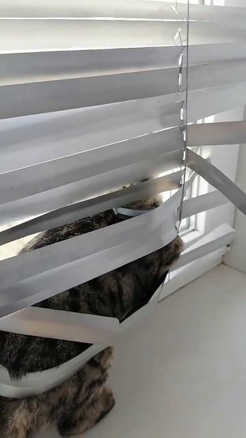 СМЕШНЫЕ КОТЫ.ПРИКОЛЫ С КОТАМИ.СМЕШНЫЕ КОТЫ С ОЗВУЧКОЙ.СМЕШНЫЕ ЖИВОТНЫЕ.СМЕШНЫЕ ВИДЕО ПРО КОТОВ.🤣😂 смотреть онлайн