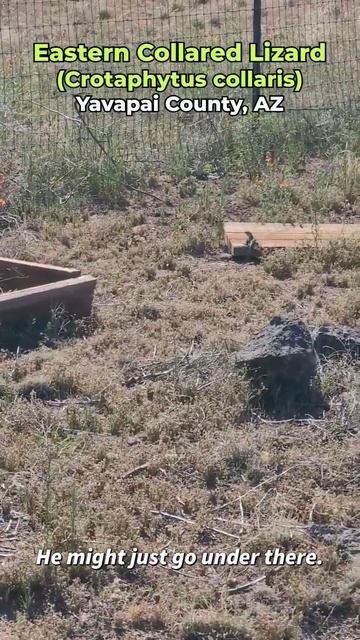 Easter Collared Lizard in AZ #nature #lizards #arizona смотреть онлайн
