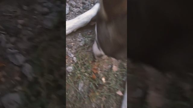 Шок Хаски ест гереческие орехи :0 :0 смотреть онлайн