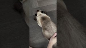 подборка смешных котиков