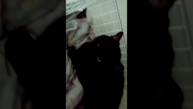 Утро. Кофе. Коты. смотреть онлайн