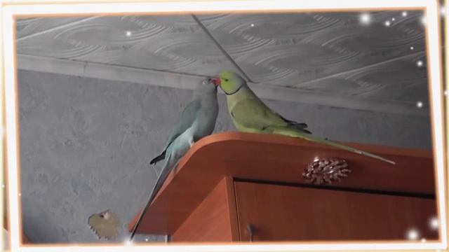 Гоша и Глаша + Филька.mp4 смотреть онлайн