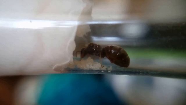 L. niger - невозмутимая мамаша. смотреть онлайн