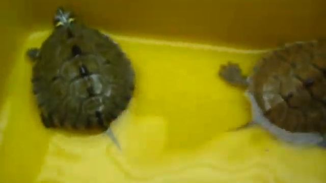 [高雄 山水水族量販] 地圖龜6~7CM